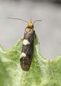 Incurvaria masculella